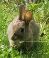 Rabbit - cute