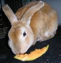 Rabbit - cute