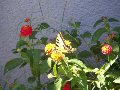 Tiger butterfly in a lantan flower - Butterfly on my lantana bush.