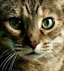 Indoors or outdoors for your cat? - Cats are nocturnal predators and it doesn't seem right to confine them in houses? Indoors or outdoors for your cat? - Cats are nocturnal predators and it doesn't seem right to confine them in houses?