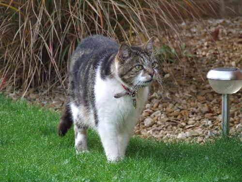 After the meeting - of the 2 cats ( my girlfriend's sister's cat and the neighbor's cat) the one next door got spooked but i couldn't say why (perhaps she spotted my girlfriend with the camera and was to surprised.