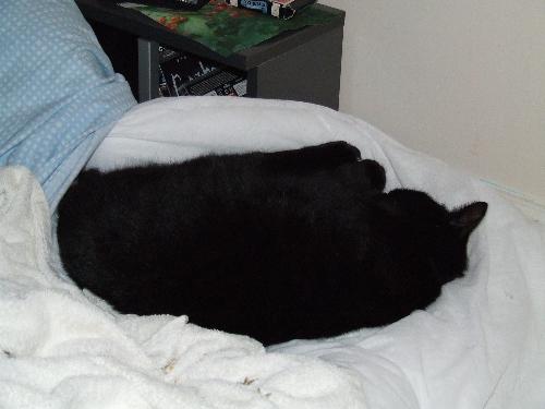 Black cat sleeping - One of my girlfriend's sister's black cat was sleeping while my beloved girl decided to catch her on this position.
