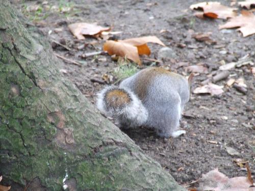 Squirrel in one of London's parks - I suppose there were many creatures there, and this squirrel is just one of many there in the London's parks.