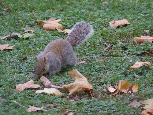 Another Squirrel in one of London's parks - Squirrels seem to be quite popular in London's parks nowadays.