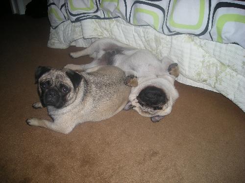 my sookie pug's - my pair of sook's