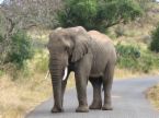 Elephant - Elephant on the road. Elephant - Elephant on the road.
