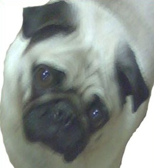 Pug - Dog - pug