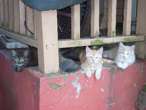 3 kittens - These are 3 of my kittens. Shetana, Saffron and Sahara. Shetana is a torbie longhair. and Safron is a light orange short hair. and Sahara is a Beige and white medium-to longhair kitten.