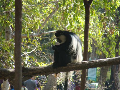 Monkey - This is pic taken in Nehru zoological park of Hyderabad.It has been taken in the month of january 2008.