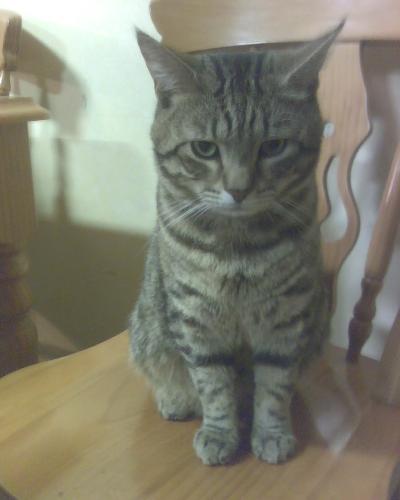 Fat cat - fat cat is the baby
