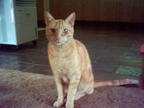 Mr.Jin - Mr Jin is the older puss