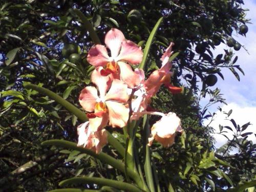 Orchid - orchid, vanda