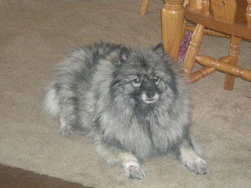 Miss pepper - My darling girl sadly not with us any longer