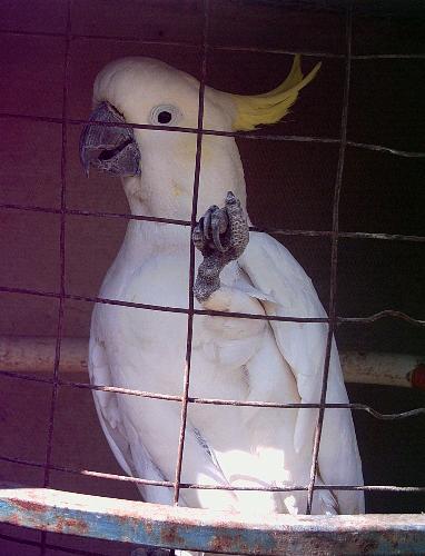 charlie bird - nosy boy but lovable