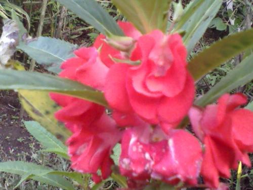 I don't Know - Flowers