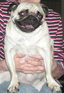 kia - pug smiles