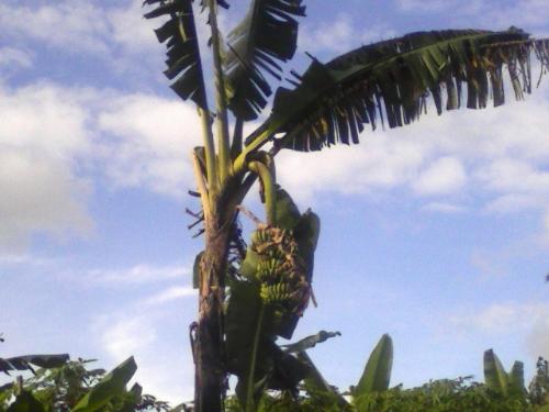 Saging - Banana, Saging
