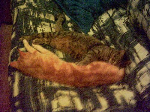 Fat cat & Mr Jin - we love one another