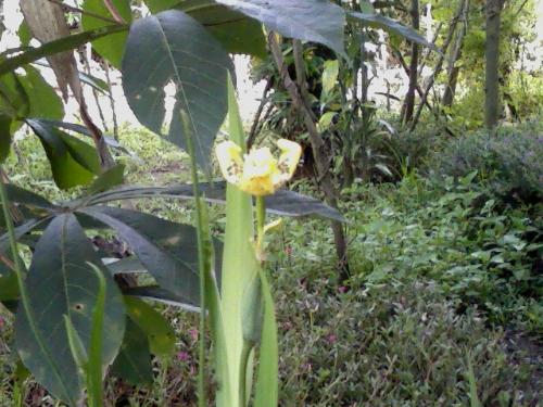 kamantigi flower - kamantigi