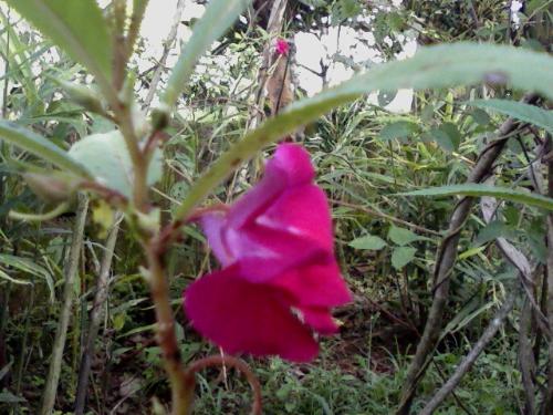 Kamantigi Flower new - Kamantigi
