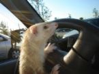 Driving - Rodent behind the wheel