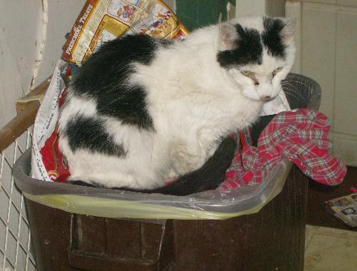 Cat in trash can - This is currently my cat's favorite place to sleep... in our trash can. Cat in trash can - This is currently my cat's favorite place to sleep... in our trash can.