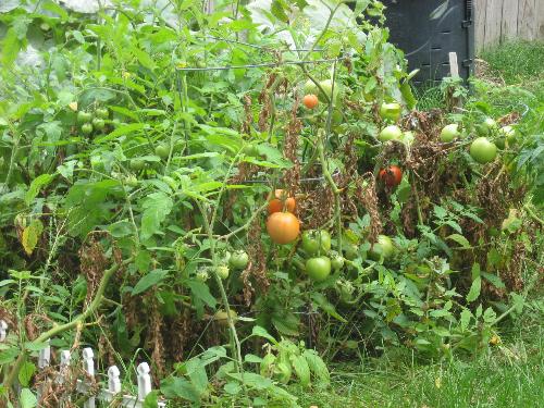 Last pickings soon - This will be it for my tomatoes this year.