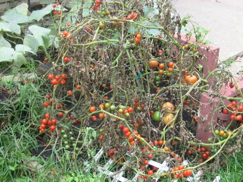 Grape Tomatoes - These are the last one. They aare all done for the season.