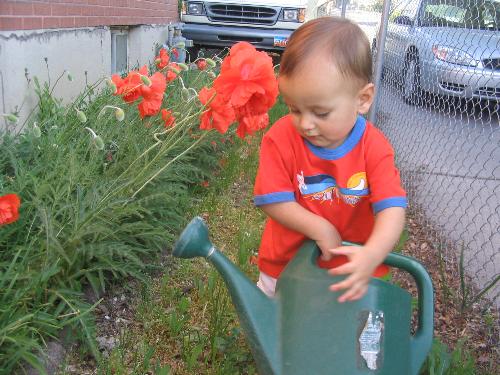 Poppies - baby helps water the flowers