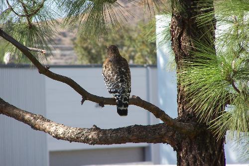 Hawk - A hawk tree in Santa Clarita, CA.