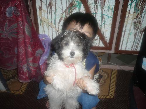 dog - My dog is chubby. shiatsu/poodle breed. 6 months old puppy.
