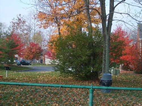 Beautiful Fall Leaves - Autumn leaves in many colors