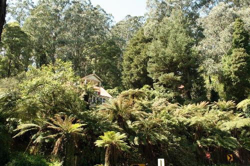 The Dandenongs - The beautiful dandenongs, trees,ferns