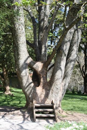 The Wishing Tree  - The wishing Tree at The dandenongs Skyhigh