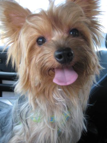 Douglas - My pet yorkie, Douglas, isso cute, as you can see in the picture. This was taken 3months ago when he was 1 year and 5 months.