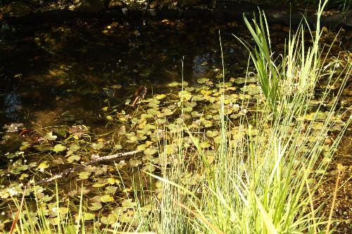 The Dandenongs - In the English garden section at Skyhigh in The Dandenongs...