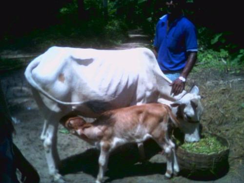 Cow - cow feeding