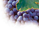 Grape Vine - A grapevine bears cluster of fruits at all seasons. It represents to myself as I keep on harvesting the fruits of my labor at all times. I am enjoying life in abundance with peace & pleasure and with the help of my Lord.