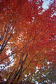 Autumn colours - Colourful autumn colours