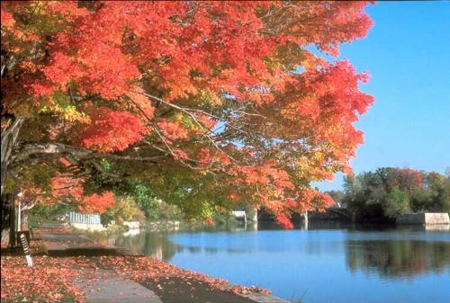 Colours of season - Autumn is here..So have the clear sky,birds and colorful flowers.Enjoy the season..