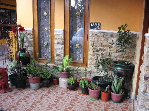 Terrace Garden - Our lovely terrace garden