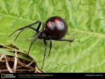 caution - Black widow spider with back in view and big red diamond