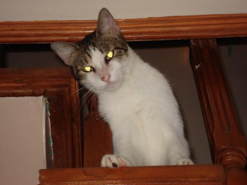 Scary Ratsky - Be scared by my stare!!!