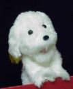 Picture of a small white dog. -  A picture of a small white dog.