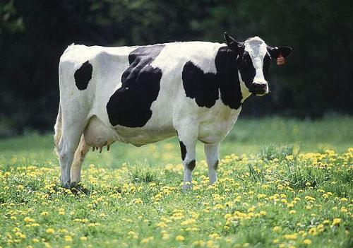 Milk Cow... - Milk Cow...