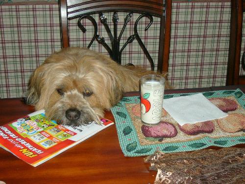 stormer - Stormer waiting for breakfast