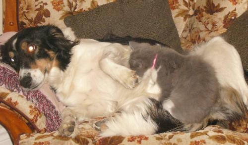cat nursing from dog - cat nursing from the dog for no reason other than comfort
