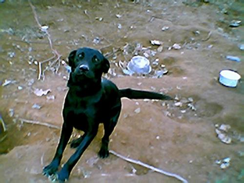 My lab Homie - this is Homer @ 7 months old-he's so excitable I was surprised he sat for the pic LOL