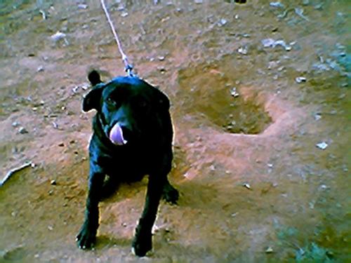 My lab Bojangles - Here's Bo @ 7 months-he's such a good dog I think he looks so cute in this pic