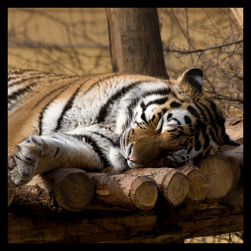 Sleeping tigers - It is cute??